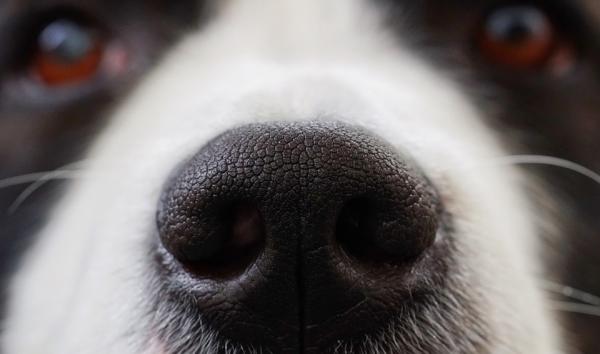 Hvorfor lukter hunder skrittet?  – Hva skal man gjøre når hunder lukter kjønnsorganene sine?