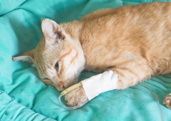 Pankreatitt hos katter - Symptomer og behandling - Behandling for pankreatitt hos katter