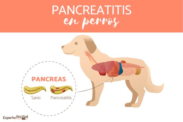 Pankreatitt hos hunder - Symptomer, årsaker og behandling - Hva er pankreatitt hos hunder?