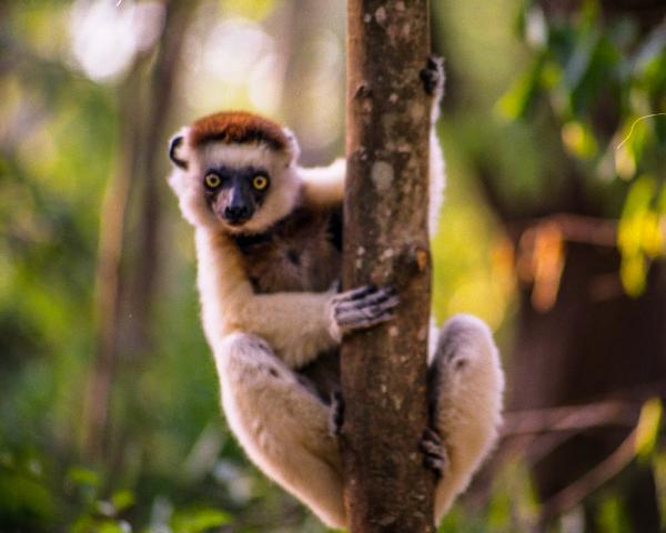 Dyr fra Madagaskar - 8. Sifaca de Verreaux