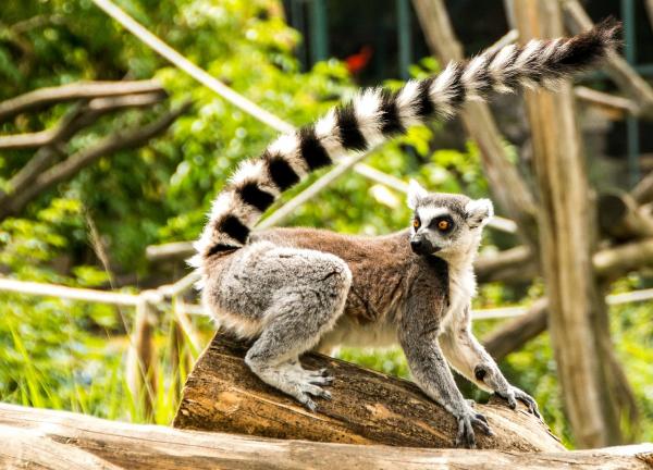 Dyr fra Madagaskar - 1. Lemur 