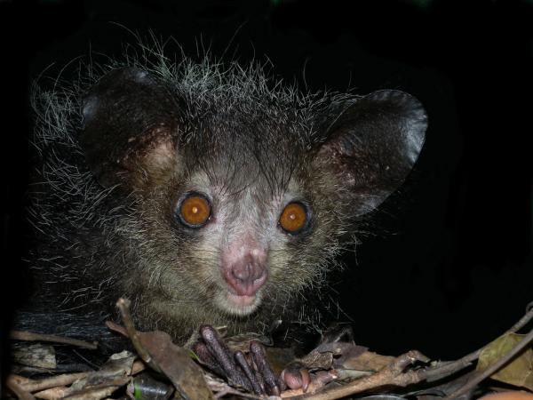 Animals of Madagaskar - 5. Aye-aye