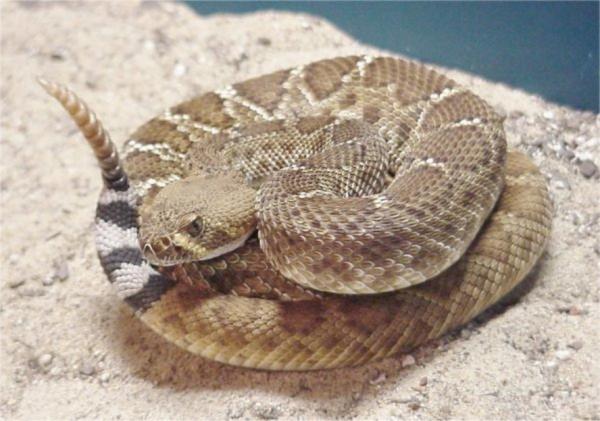 Hvor bor klapperslangen - De 4 artene av diamantklapperslange