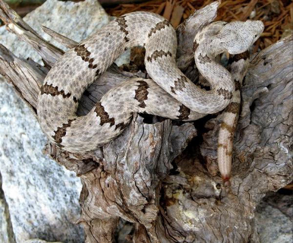 Hvor bor klapperslangen - klapperslanger funnet i Mexico og USA