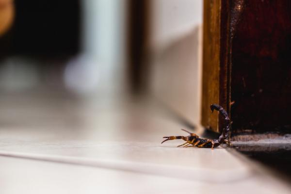 Hvordan skremme bort skorpioner eller skorpioner?  – Hvor kommer skorpioner inn i hus?