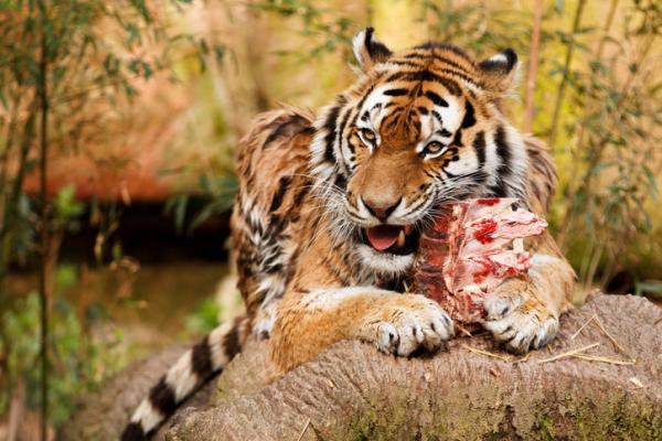 Hvordan jakter tigre?  – Hvilke dyr jakter tigrene?