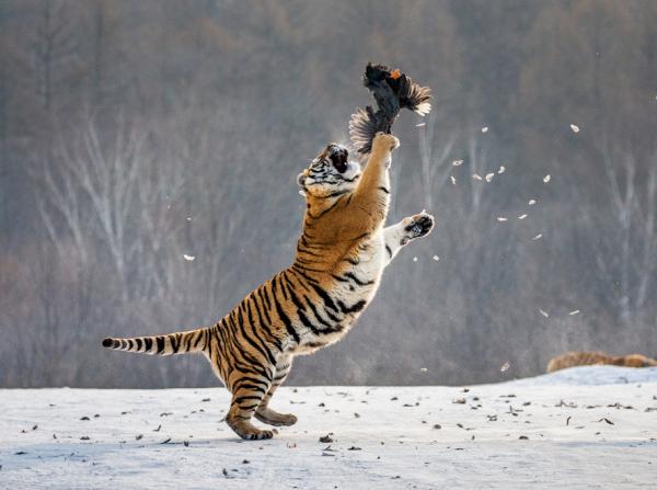 Hvordan jakter tigre?  – Hvordan jakter tigre byttet sitt?