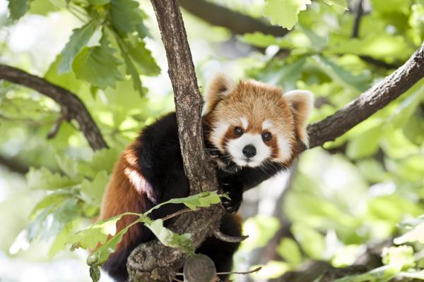 Dyr i Asia - 8. Rød panda