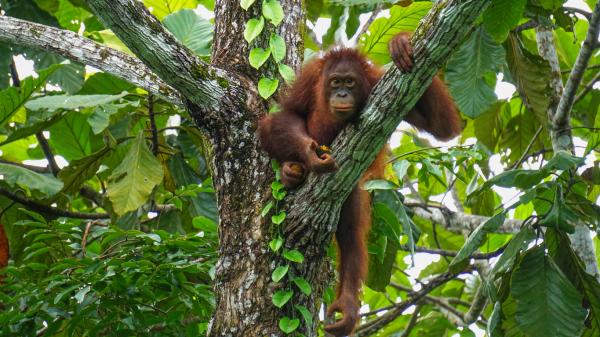 Dyr i Asia - 4. Bornean Orangutang 