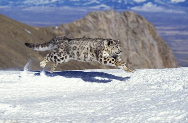 Dyr i Asia - 9. Snøleopard 