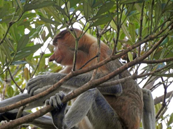 Dyr i Asia - 6. Proboscis Monkey
