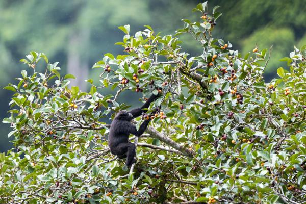 Dyr i Asia - 1. Smidig eller svarthendt gibbon 
