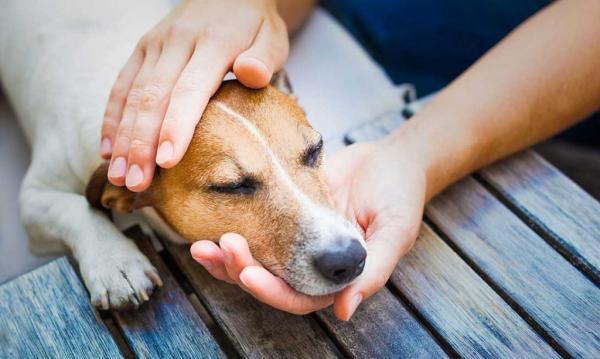 Påkjørsel hos hunder – typer, symptomer og behandling – Symptomer på påkjørsel hos hunder