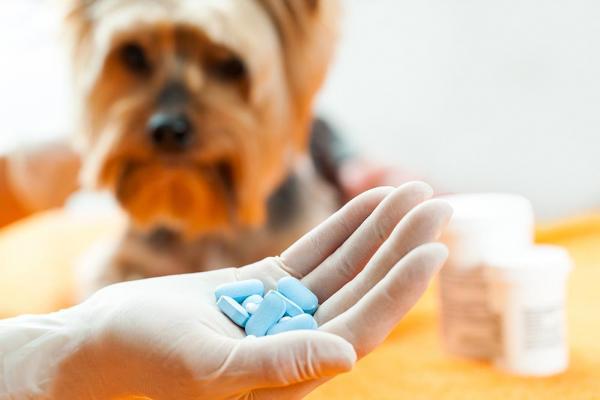 Impingement hos hunder - Typer, symptomer og behandling - Behandling av impingement hos hunder