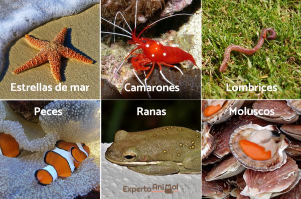 15 eksempler på hermafroditiske dyr og hvordan de formerer seg - Typer hermafroditiske dyr og deres reproduksjon