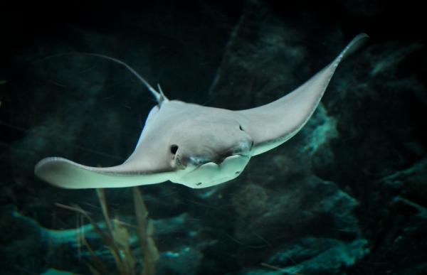Den største sjøfisken i verden - Manta ray