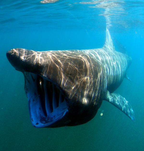 Den største sjøfisken i verden - Basking shark