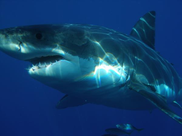 Den største sjøfisken i verden - Hvithaien