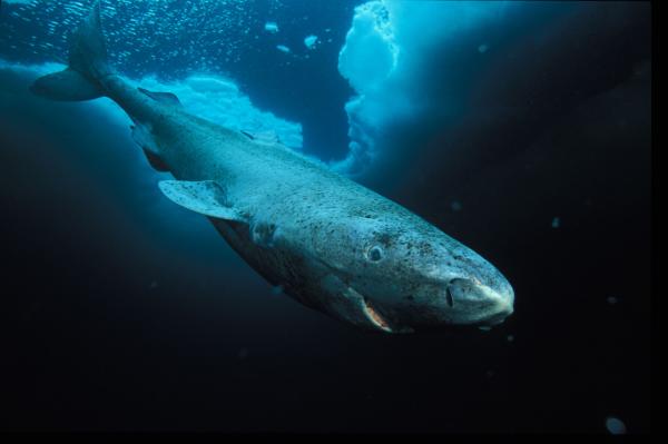 Den største sjøfisken i verden - Den boreale haien