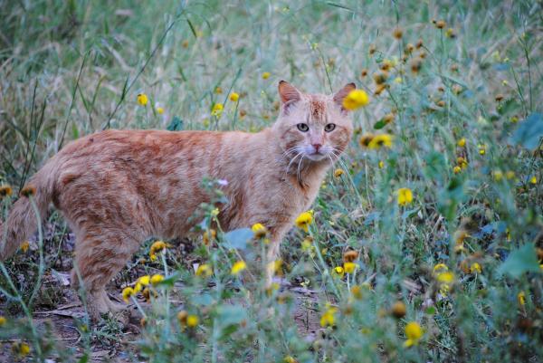 Giftige planter for katter - hva forårsaker planteforgiftning hos katter? 