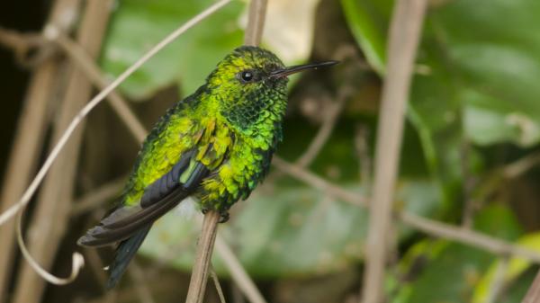 10 eksotiske fugler fra Amazonas - 2. Chiribiquete Esmeral