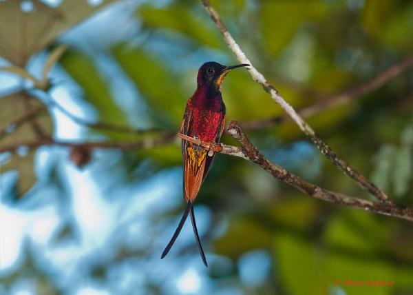 10 eksotiske fugler fra Amazonas - 6. Topazkolibri