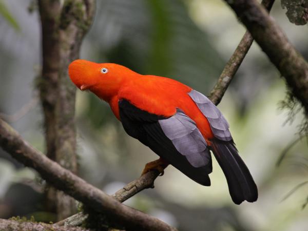 10 eksotiske fugler fra Amazonas - 3. Cock of the Rocks