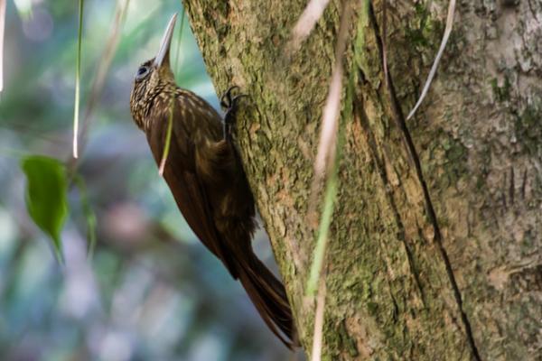 10 eksotiske fugler fra Amazonas - 7. Nuthatch 