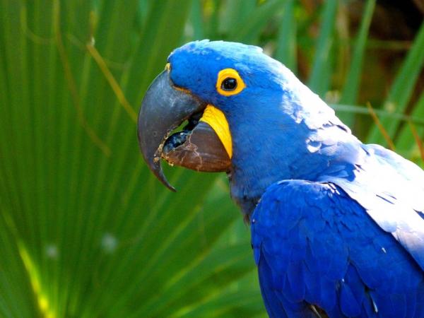 10 eksotiske fugler fra Amazonas - 1. Blå ara