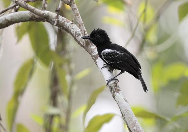 10 eksotiske fugler fra Amazonas - 4. Batara de Castelnau 
