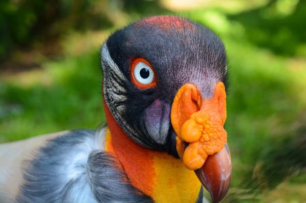 10 eksotiske fugler fra Amazonas - 10. King Vulture 