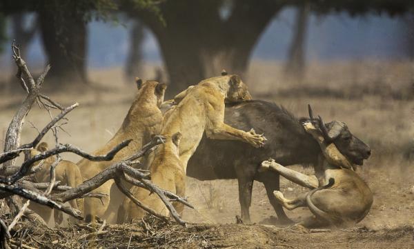 Hvordan jakter løver?  – Når og hvordan jakter løver?