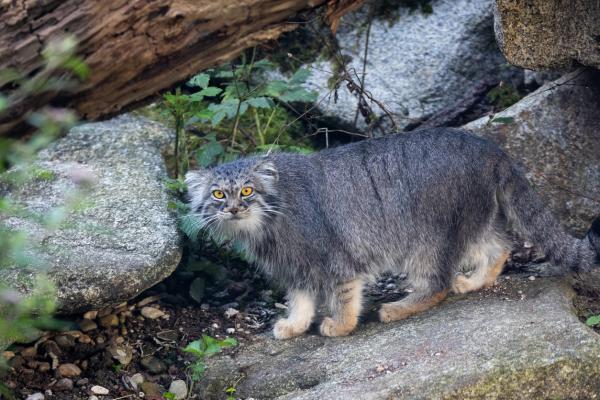 Manul-katt eller pallas-katt - Kjennetegn, typer og habitat - Kjennetegn på manul-katt eller pallas-katt
