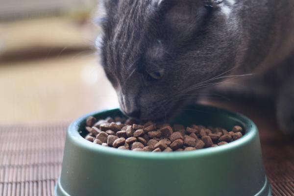 Hvorfor drikker katter vann fra springen?  – Hvorfor drikker katten min vann fra springen hvis han ikke gjorde det før?