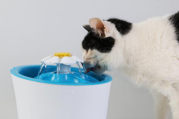 Hvorfor drikker katter vann fra springen?  – Hvordan forhindre at katten min drikker vann fra springen?