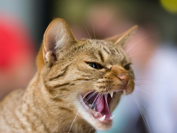 Hvorfor hveser katter?  – For mye ekstern informasjon 