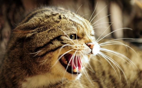 Hvorfor hveser katter?  – Noe gjør vondt 