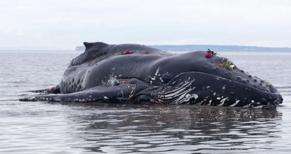 Hvorfor eksploderer hvaler?  - Hvalstranding