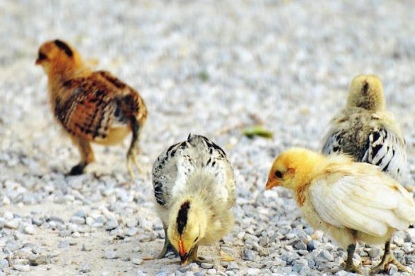 Hvordan vite om en kylling er hann eller hunn?  - Hvordan vite om en kylling er hann eller hunn hjemme