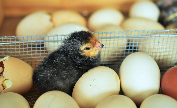 Hvordan vite om en kylling er hann eller hunn?  - Hvordan vite om et egg er hann eller hunn?