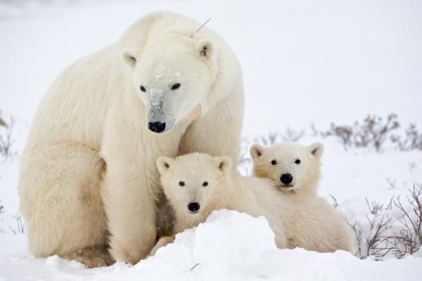 De beste mødrene i dyreriket - 3. Isbjørn