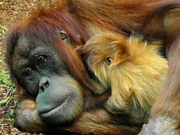 De beste mødrene i dyreriket - 4. Orangutang