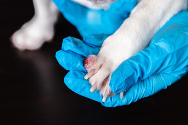 Pododermatitt hos hunder - Symptomer og behandling - Tegn på Pododermatitt hos hunder