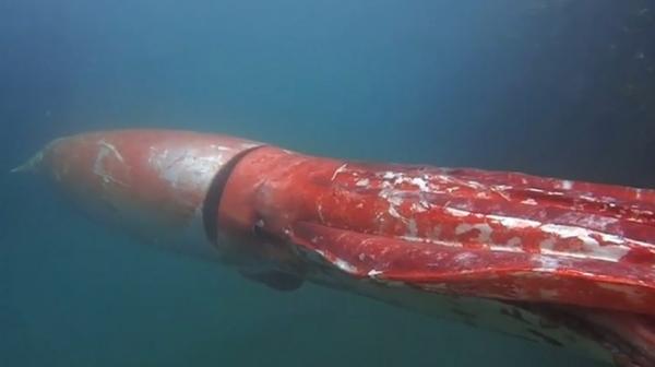 De 5 største marine dyrene i verden - Kjempeblekksprut