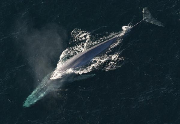 De 5 største marine dyrene i verden - Blåhvalen