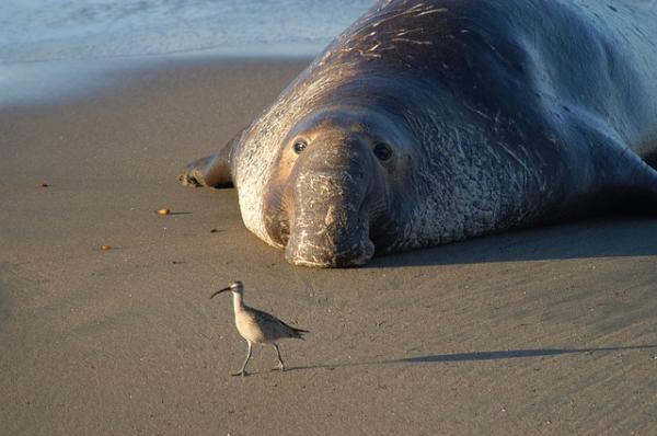 De 5 største marine dyrene i verden - Southern Elephant Seal 