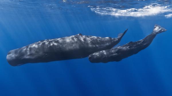 De 5 største marine dyrene i verden - Spermhvalen 
