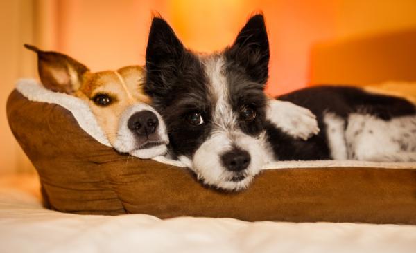 6 grunner til at hunden din sover med deg - 1. Han er et sosialt dyr