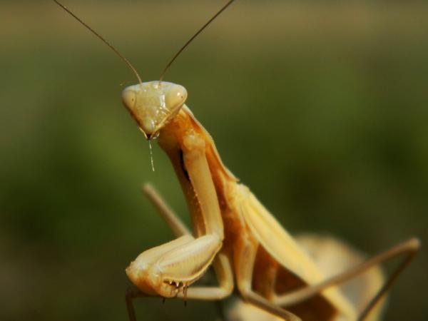 Dyr som spiser insekter - Eksempler og kuriositeter - 9. Mantis