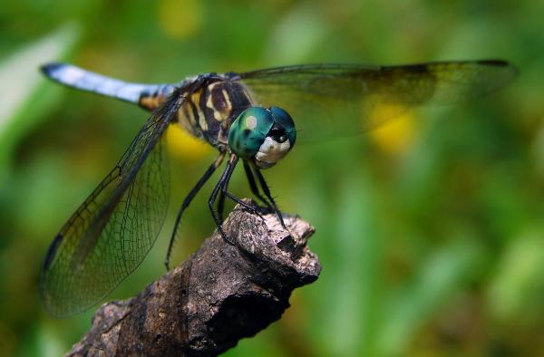 Dyr som spiser insekter - Eksempler og kuriositeter - 14. Dragonfly